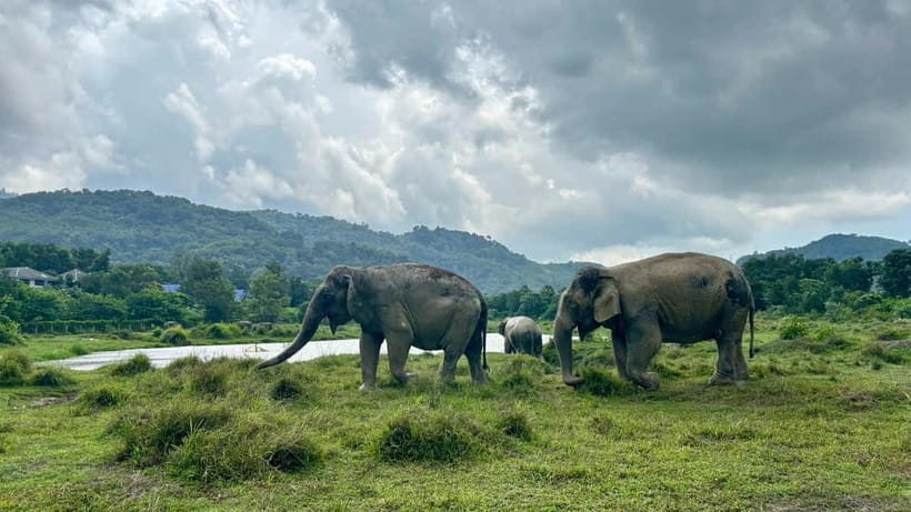 Phuket: Freedom Elephant Reserve - Ethereal Nature Walk - Freedom Elephant Reserve Phuket: The Big Picture for Your Day