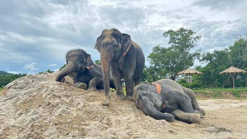 Phuket: Freedom Elephant Reserve - Ethereal Nature Walk - Meeting the Herd: Walking In and Getting Used to Elephant Presence