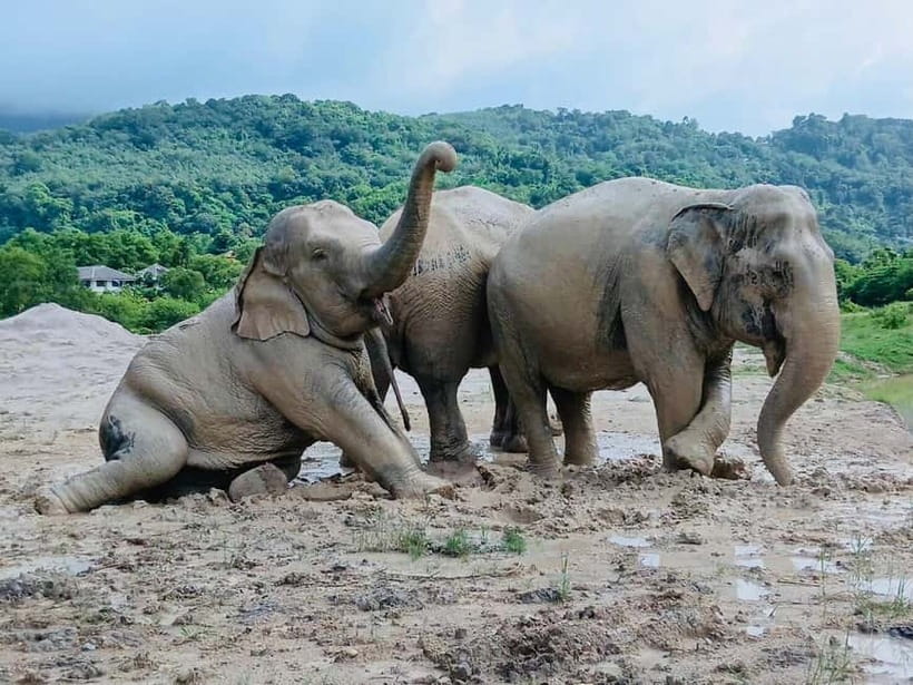 Phuket: Freedom Elephant Reserve - Ethereal Nature Walk - Mud Spa Magic: Watching Elephants Mix Mud, Then Splash It Everywhere
