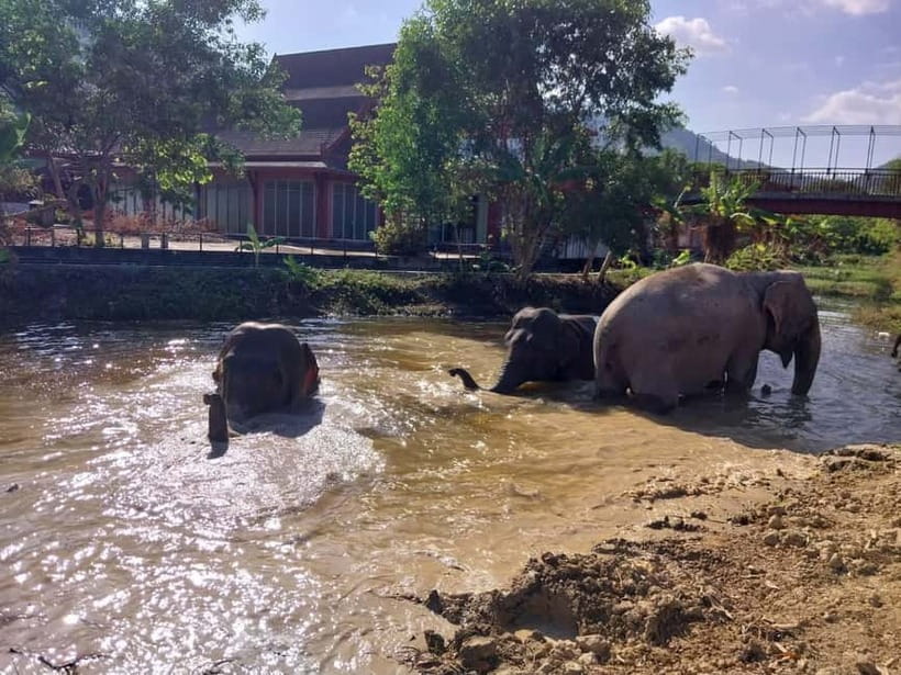 Phuket: Freedom Elephant Reserve - Ethereal Nature Walk - Sand Pile Time: The Behavior Most People Don’t Expect