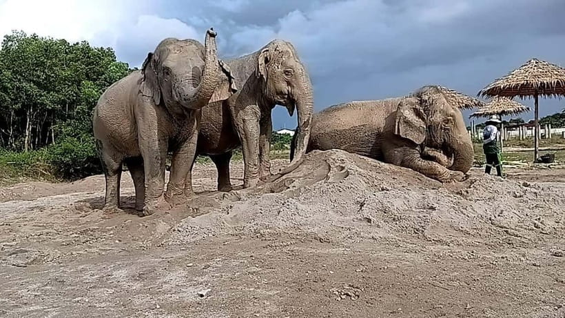 Phuket: Freedom Elephant Reserve - Ethereal Nature Walk - Feeding Time: Bananas, Sugar Cane, and the Why Behind It