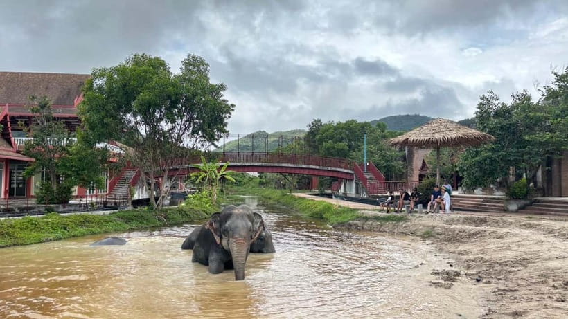 Phuket: Freedom Elephant Reserve - Ethereal Nature Walk - The Nature Walk Portion: What You Actually Do Out There
