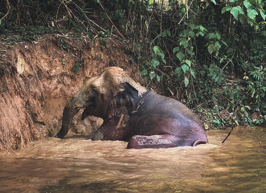 Phuket: Full-Day Elephant Explorer at Phuket Elephant Care - Price and value: what $179 buys in a full 7-hour program