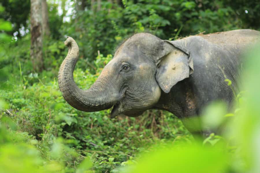 Phuket: Full-Day Elephant Explorer at Phuket Elephant Care - The jungle walk: learning elephant life up close