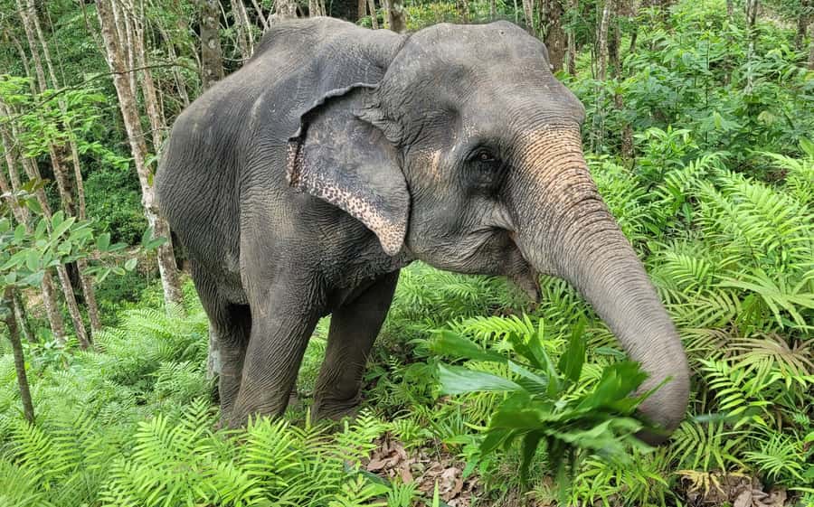 Phuket: Full-Day Elephant Explorer at Phuket Elephant Care - Getting there: hotel pickup, timing, and what to bring