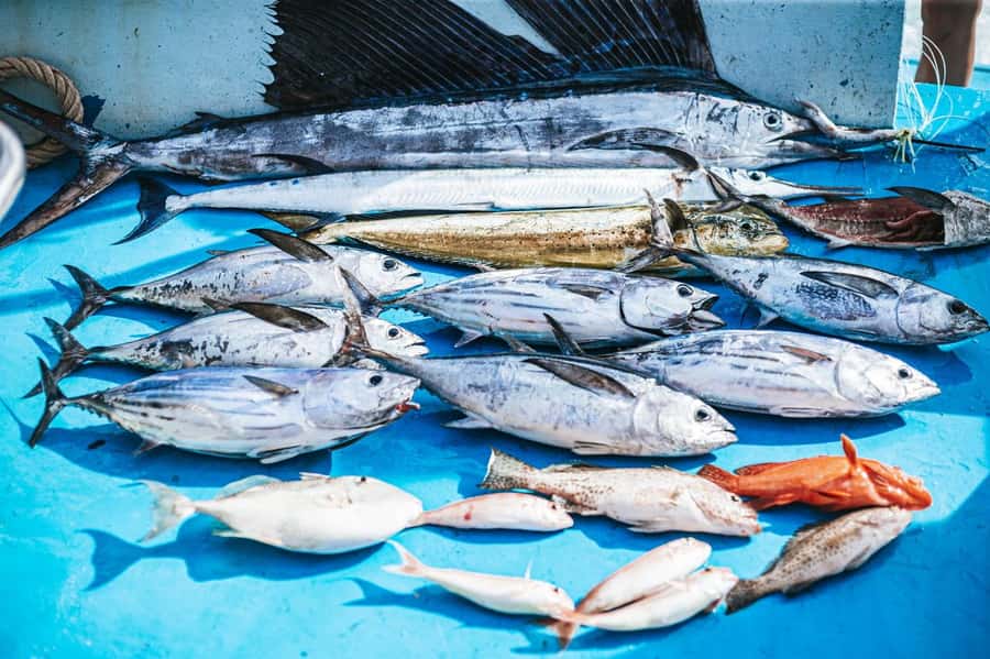 Phuket: Game Fishing and Trolling Boat Trip with Lunch - Price and value: is $125 per person a fair deal?