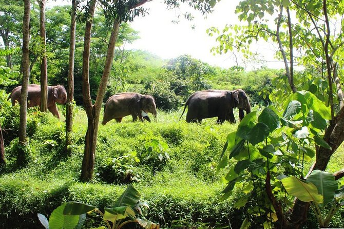 Phuket Guided Tour to Elephant Sanctuary with Hotel Transfers - Key points that matter before you go