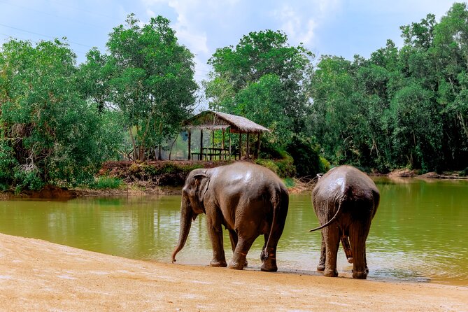 Phuket Guided Tour to Elephant Sanctuary with Hotel Transfers - What your guide focuses on: behavior, conservation, and elephant care