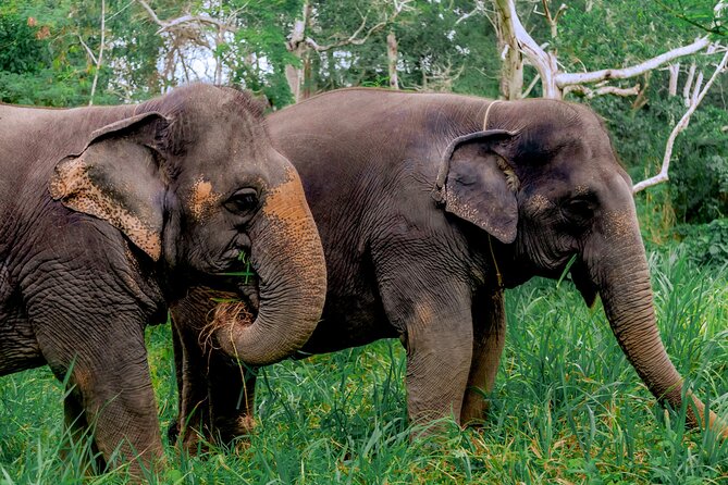 Phuket Guided Tour to Elephant Sanctuary with Hotel Transfers - Price and value check: why $42.12 can make sense