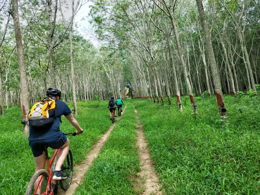 Phuket: Half-Day Countryside Cycling Tour with Lunch - Forest reserve and plantation roads: rubber, palm oil, and the jungle track