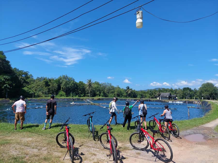 Phuket: Half-Day Countryside Cycling Tour with Lunch - Pineapple fields, shrimp farm lakes, and the coast-bound quiet roads
