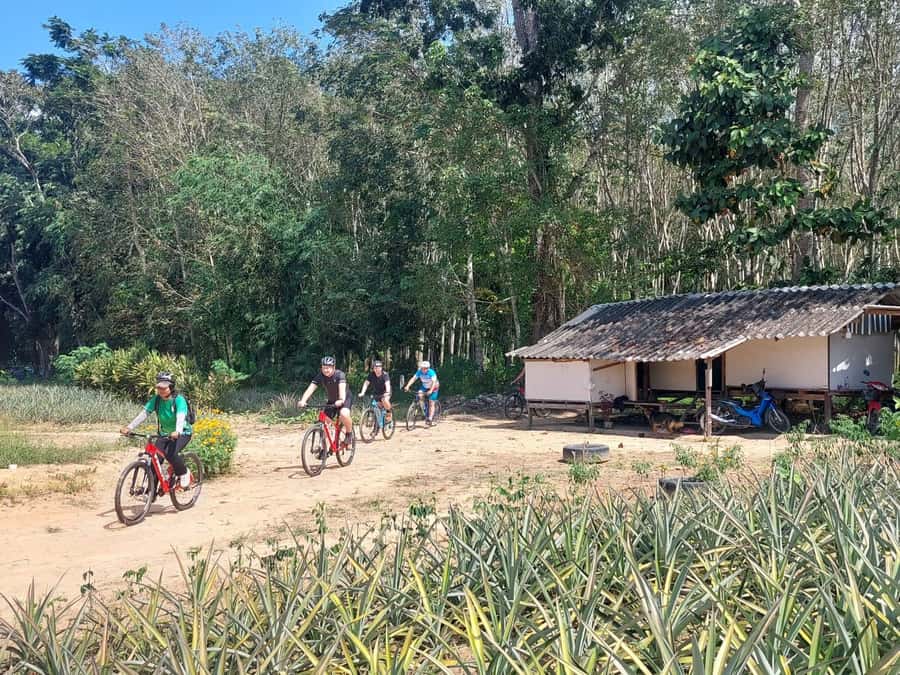 Phuket: Half-Day Countryside Cycling Tour with Lunch - Value check: why $73 can make sense for a countryside day