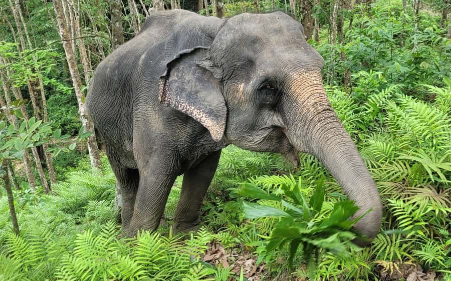 Phuket: Half-Day Elephant Explorer at Phuket Elephant Care - Key highlights you’ll actually feel