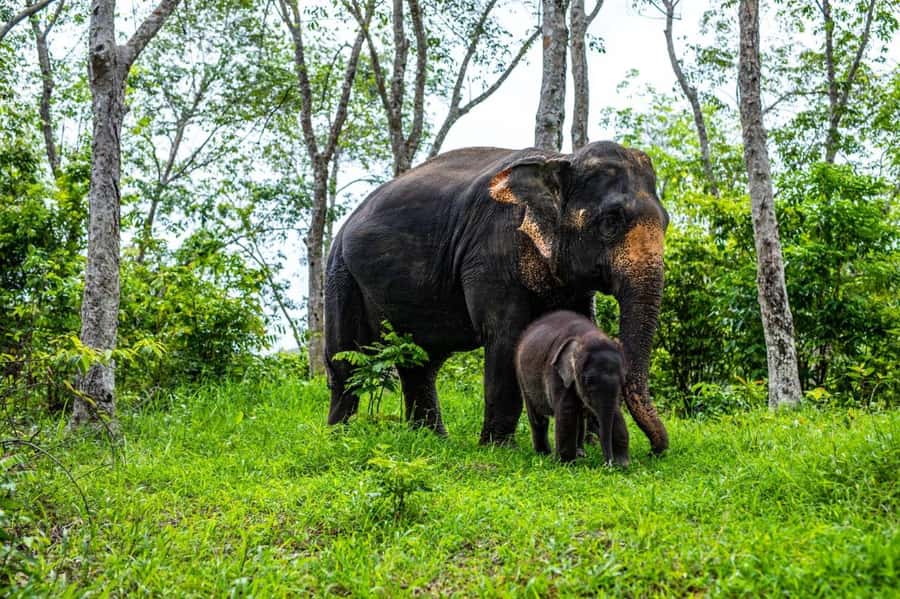 Phuket: Half-Day Elephant Explorer at Phuket Elephant Care - Coffee, tea, and an ECO tourism intro before you meet the herd
