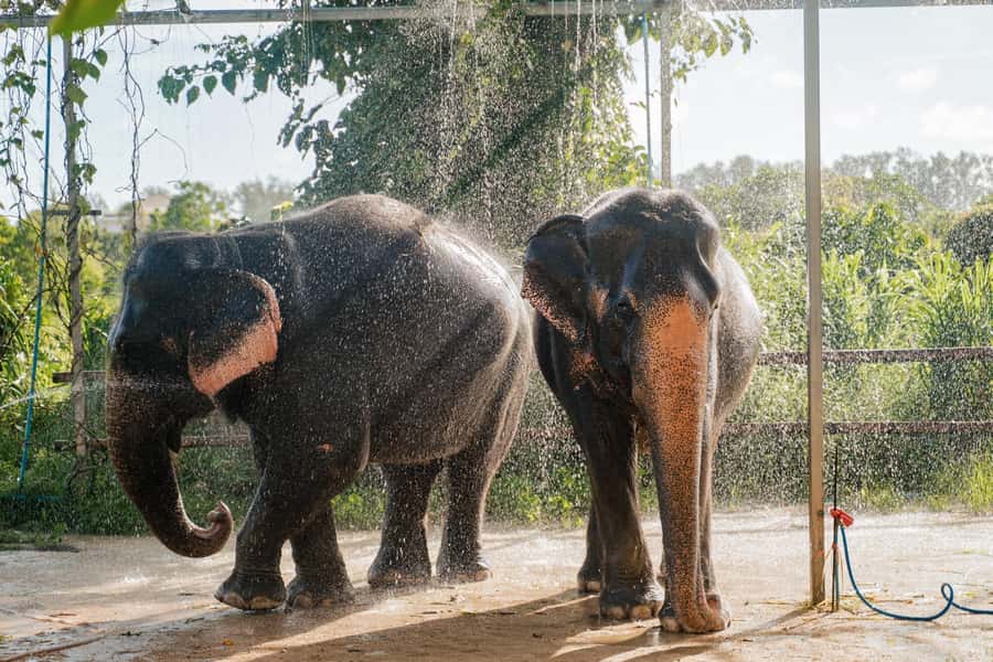 Phuket: Half-Day Elephant Explorer at Phuket Elephant Care - Feeding seasonal fruits and learning individual elephant stories