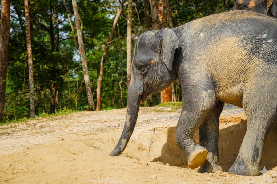 Phuket: Half-Day Ethical Elephant with Meal and Transfer - Key highlights you’ll feel right away