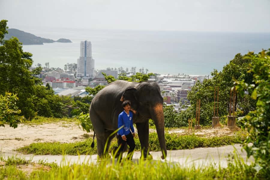 Phuket: Half-Day Ethical Elephant with Meal and Transfer - Why this elephant experience in Phuket feels different from a show