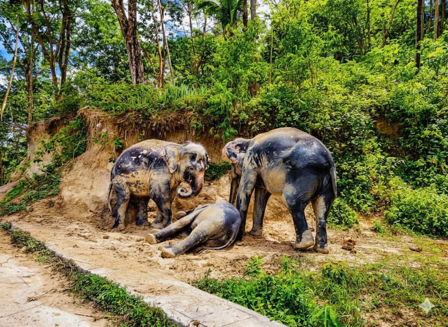 Phuket: Half-Day Ethical Elephant with Meal and Transfer - Hotel pickup and transfer: how the van ride and drop-offs work