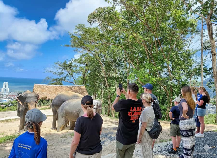 Phuket: Half-Day Ethical Elephant with Meal and Transfer - Feeding time: making herbal snacks and offering them by hand