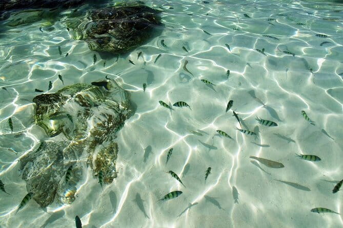 Phuket: Half Day Khai Islands by Speedboat - Khai Islands in a Tight Half-Day Window