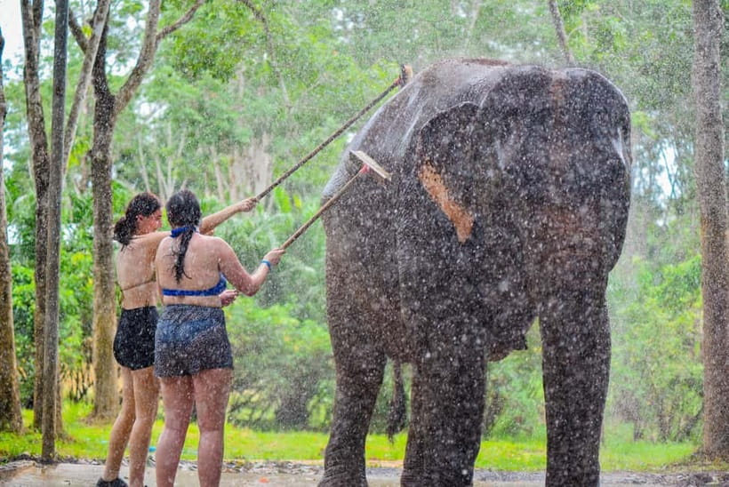 Phuket: Happy Hour Feed and Rain Shower with Elephant - Key things I’d bet on before you book
