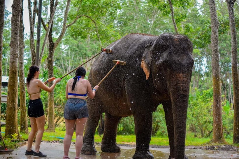 Phuket: Happy Hour Feed and Rain Shower with Elephant - Phuket’s Lily Elephant Camp Happy Hour: what you’re really signing up for