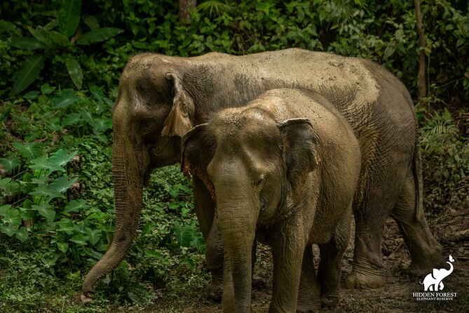 Phuket: Hidden Forest Elephant Reserve Guided Tour with Lunch - Key things to know before you go