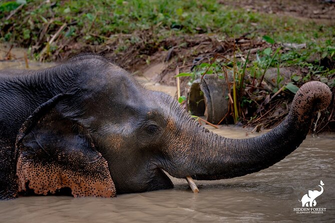 Phuket: Hidden Forest Elephant Reserve Guided Tour with Lunch - Hidden Forest Elephant Reserve: what makes it feel ethical