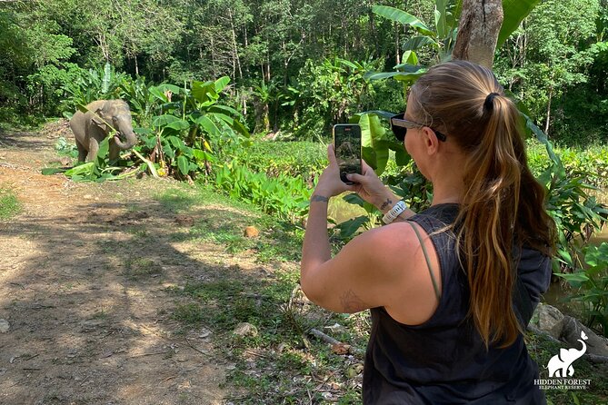 Phuket: Hidden Forest Elephant Reserve Guided Tour with Lunch - Feeding the elephants from a safe distance (and why it’s the main event)