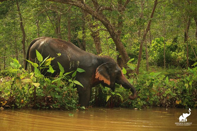 Phuket: Hidden Forest Elephant Reserve Guided Tour with Lunch - Pickup, transport, and how to avoid a wasted morning