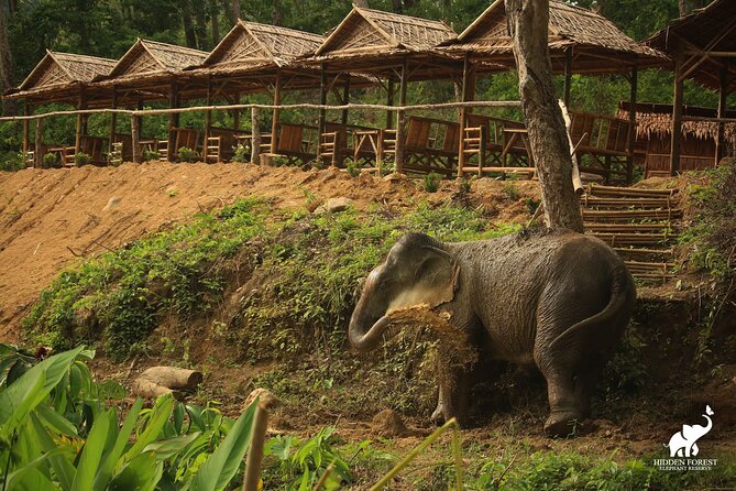 Phuket: Hidden Forest Elephant Reserve Guided Tour with Lunch - Who should book this Hidden Forest tour