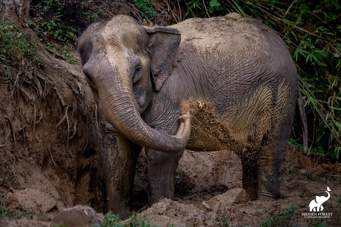 Phuket: Hidden Forest Elephant Reserve Guided Tour with Lunch - The 3 to 3.5 hour flow: from arrival refreshment to bamboo huts