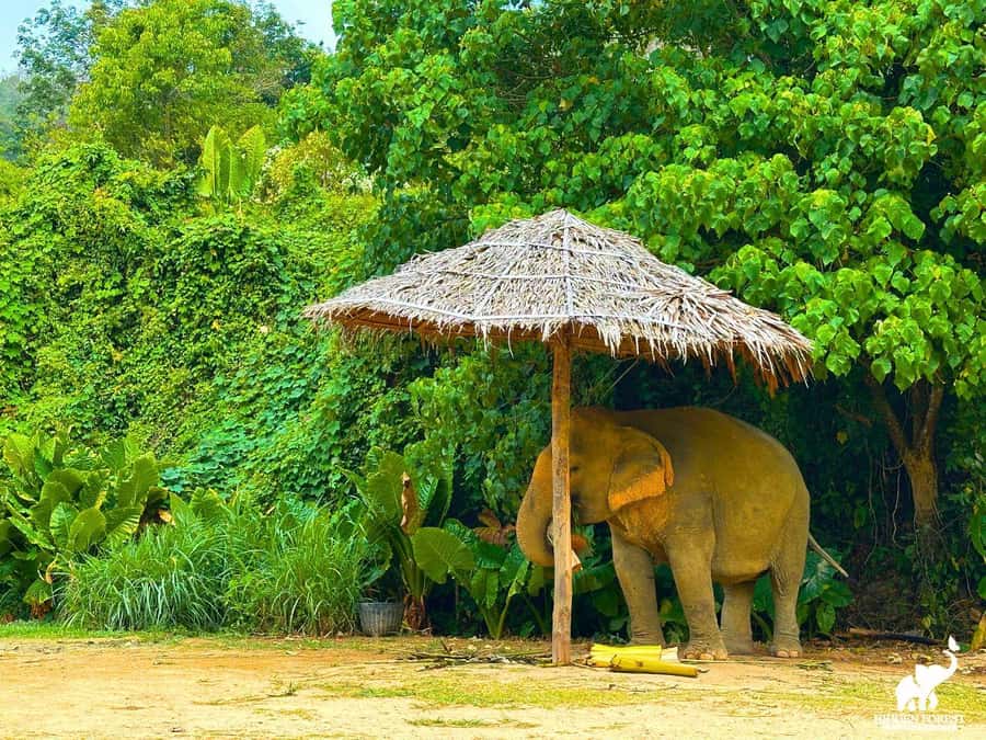 Phuket: Hidden Forest Elephant Reserve with Meal & Transfer - Key things that make Hidden Forest Elephant Reserve memorable