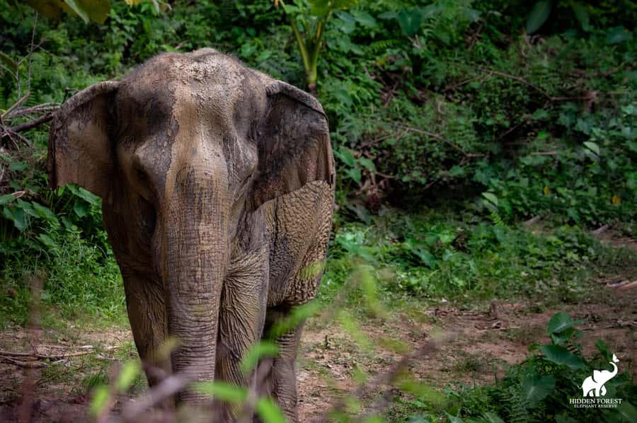 Phuket: Hidden Forest Elephant Reserve with Meal & Transfer - Pond viewing: muddy wallows and elephant behavior you can actually respect
