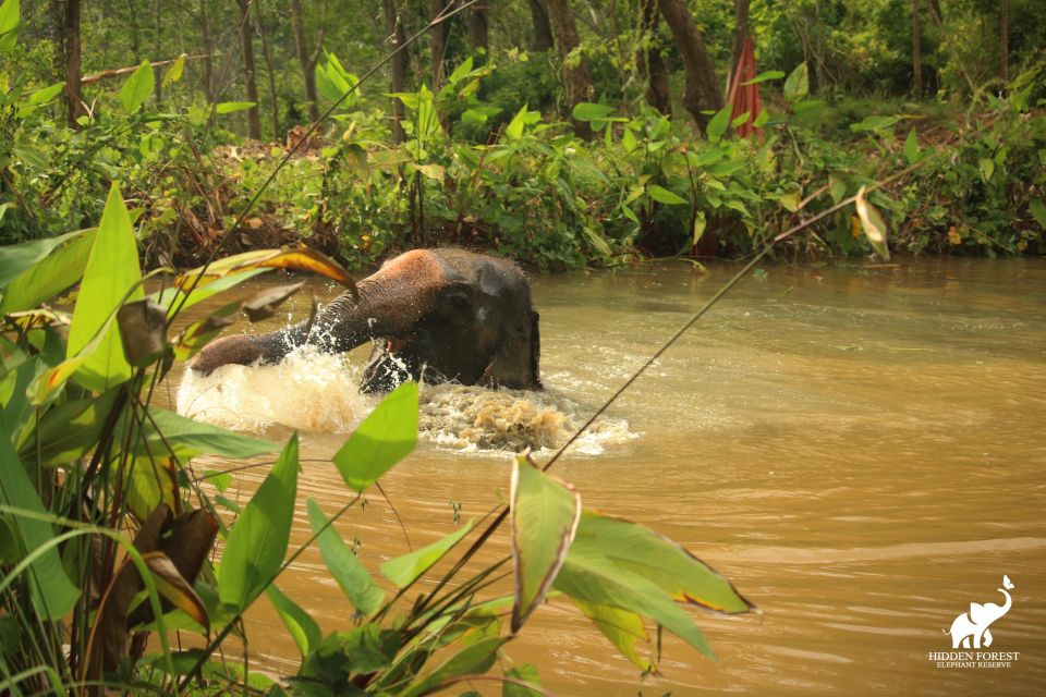 Phuket: Hidden Forest Elephant Reserve with Meal & Transfer - Who should book this, and who should skip it