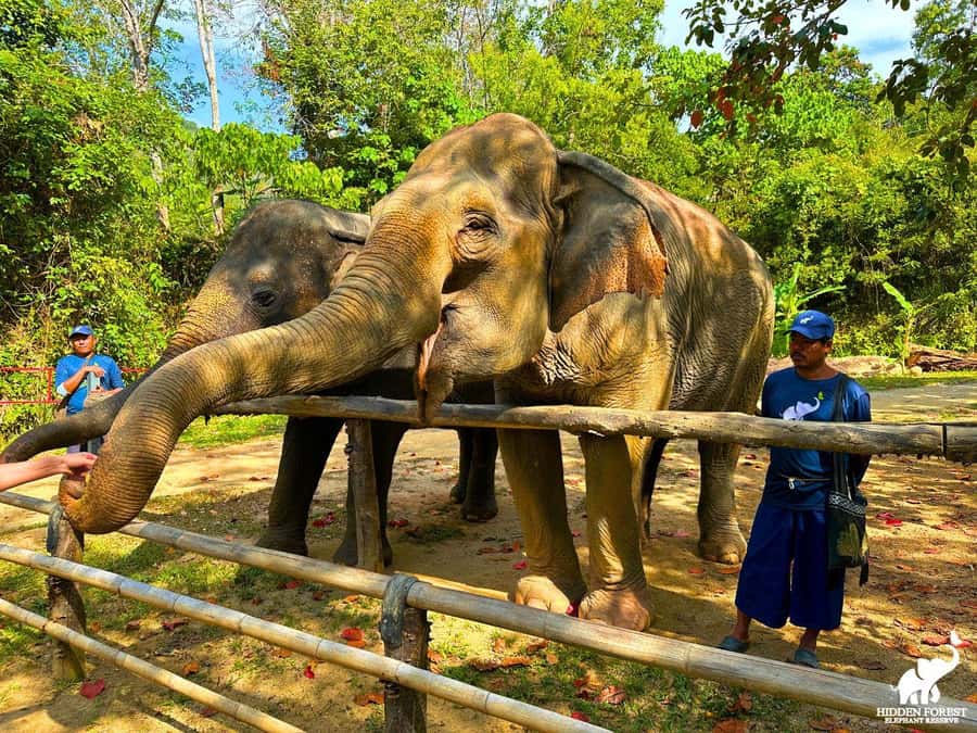 Phuket: Hidden Forest Elephant Reserve with Meal & Transfer - How the transfer works and what to expect from the ride
