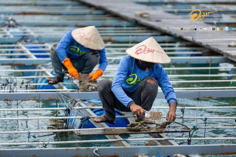 Phuket: Highlights Tour with Pearl Farm & Elephant Village - Hilltribe Elephant Village: what you can realistically expect