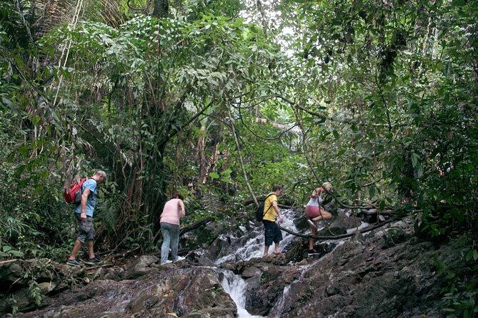 Phuket Jungle Trekking Experience at Khao Phra Taew National Park - Giant Palm Leaves, Higher Ground, and the Joy of Not Rushing