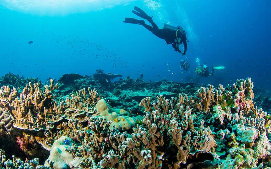 Phuket/Khao Lak: Similan Island Adventure Tour - Key points before you go