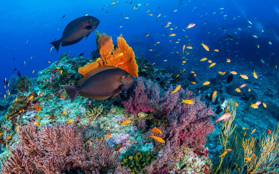 Phuket/Khao Lak: Similan Island Adventure Tour - Snorkeling at Island 9 and Payu Island (Island 7): fish, coral, and turtles
