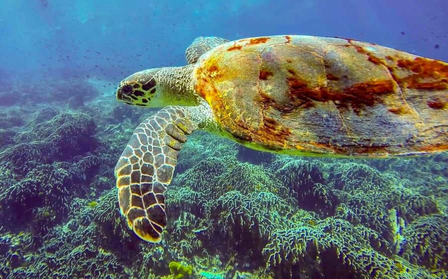 Phuket/Khao Lak: Similan Island Adventure Tour - Who should book this tour (and who should skip it)