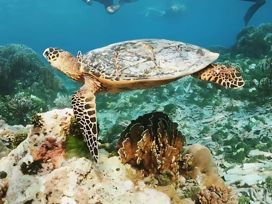 Phuket/Khao Lak: Similan Islands by Speedboat - Ba Ngu Island: panoramic views before another snorkel
