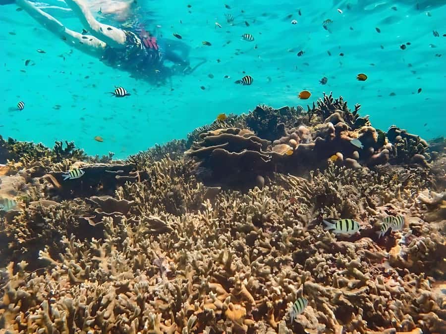 Phuket/Khao Lak: Similan Islands by Speedboat - Lunch and free time on the Similan Islands