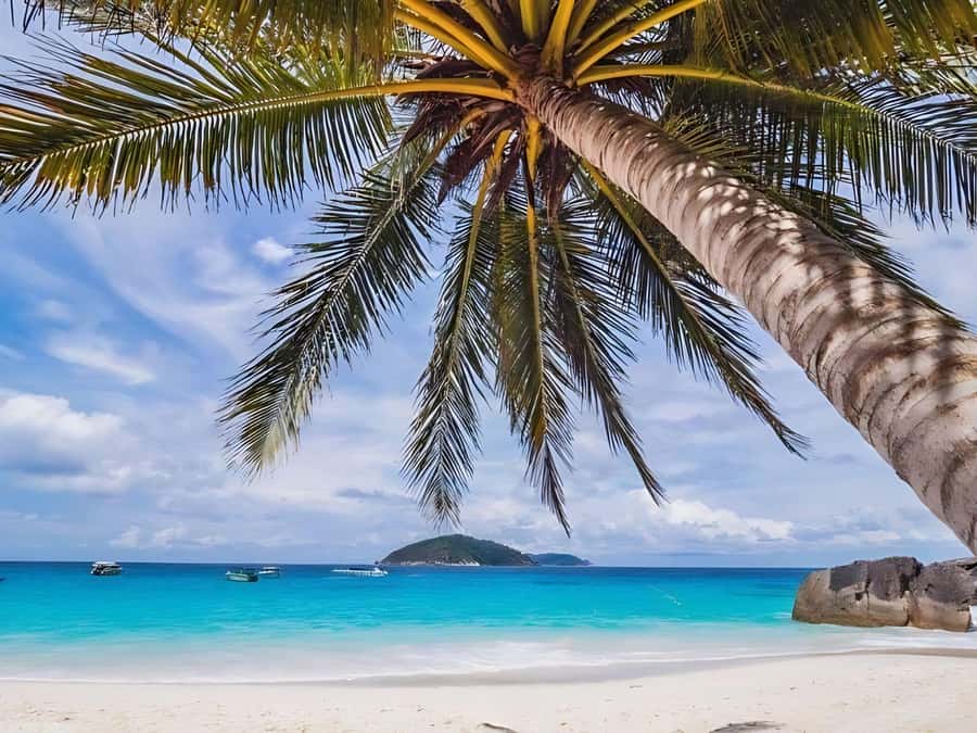 Phuket/Khao Lak: Similan Islands by Speedboat - The second snorkeling session: shallow reefs and coral texture