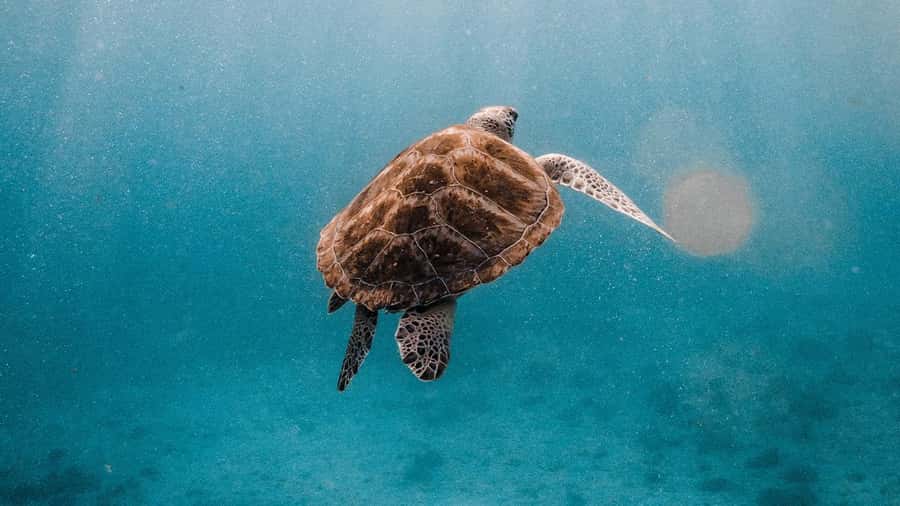 Phuket/Khao Lak: Similan Islands Luxury Catamaran Experience - Island 9 snorkeling: your second chance at clear water and turtles