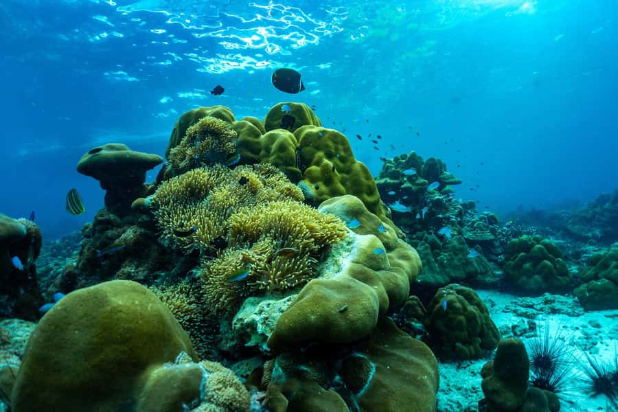 Phuket/Khao Lak: Snorkeling Trip to Phi Phi & Bamboo Islands - Maya Bay: the movie-famous bay, plus the reality of time limits