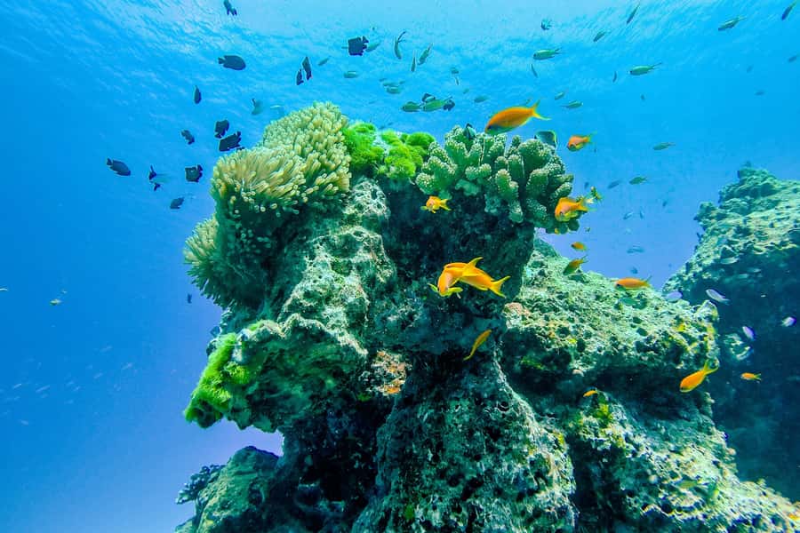 Phuket/Khao Lak: Speedboat Snorkel Tour to Similan Islands - Koh Similan lunch and free time: beach reset, real food break
