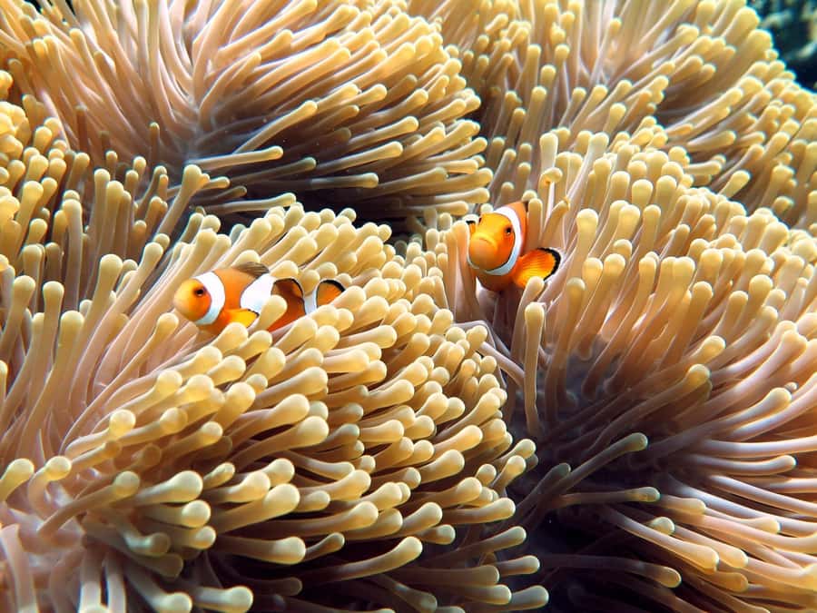Phuket/Khaolak:Similan Islands Day Trip With Snorkeling Tour - Snorkeling stops around Koh 9/Bangu and Koh 7/Bayu: how to make it count
