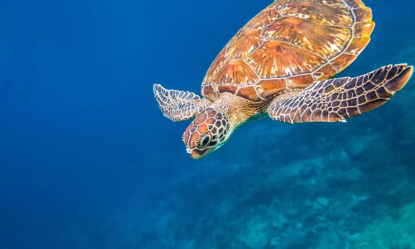 Phuket : Lazy Similan Islands by Catamaran with lunch - Pier check-in at Tub-Lamu: snacks, gear pickup, and a gentle start