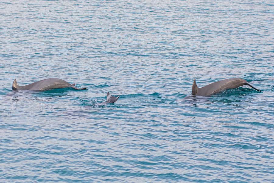 Phuket: Maiton, Coral, and Racha Island Snorkeling Trip - Racha Island: Another Snorkel Chance at Siam Bay and Kon Kae Bay